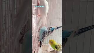 🐦#birds #budgies #parakeet #funny #cute #shorts #youtubeshorts #shortsfeed #viralvideo #youtube