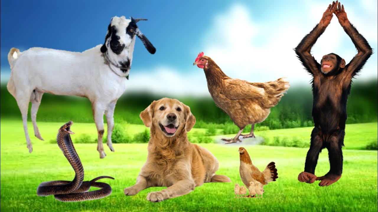 Animal sound in wildlife moments - giraffes, monkey, octopuses, whales ...