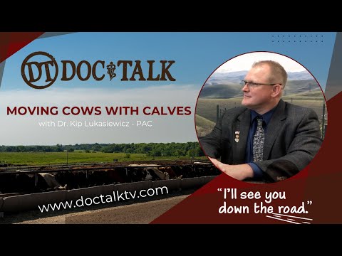 DocTalk - Moving Cows with Calves with Dr. Kip Lukasiewicz thumbnail