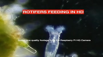 Nice footage of a couple of Rotifers feeding captured on the raspberry pi HQ Camera Microscope