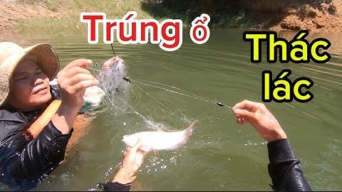 Giăng lưới dính bầy cá thác lác quá đã.