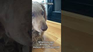 Smart dog#dog#viral