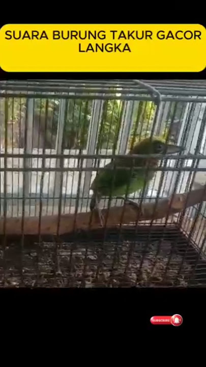 SUARA BURUNG TAKUR TULUNG TUMPUK MASIH PAUD GACOR