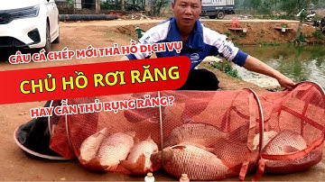 Câu cá chép mới thả hồ dịch vụ - Chủ hồ rơi răng hay cần thủ rụng răng?
