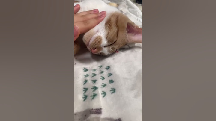 애교냥이♥️