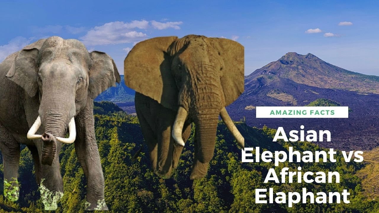 Asian Elephant vs African Elephant / Difference between African and Asian Elephants / 2021 YouTube