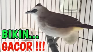 AMPUH PERANGSANG BUNYI BURUNG TRUCUKAN bikin burung trucuk CEPAT BUNYI GACOR setiap hari