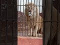 اخيرا تم القبض علي الاسد