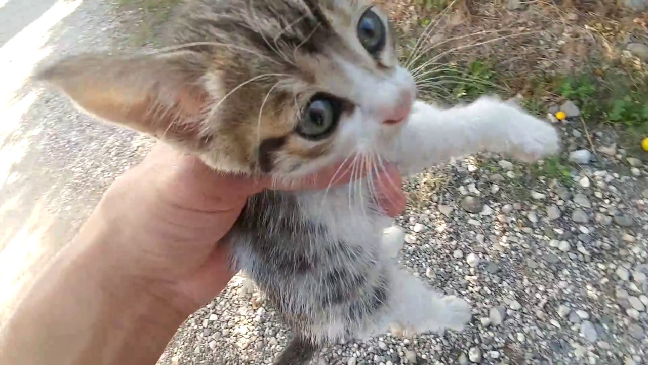 İnsanlık ölmemiş, sokakta yavru kedi buldum, eğlenceli