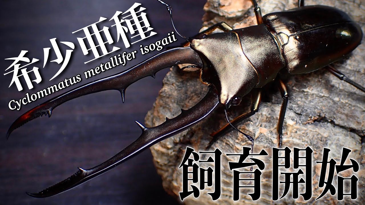 メタリフェルホソアカクワガタ亜種 飛翔標本81mm Cyclommatus