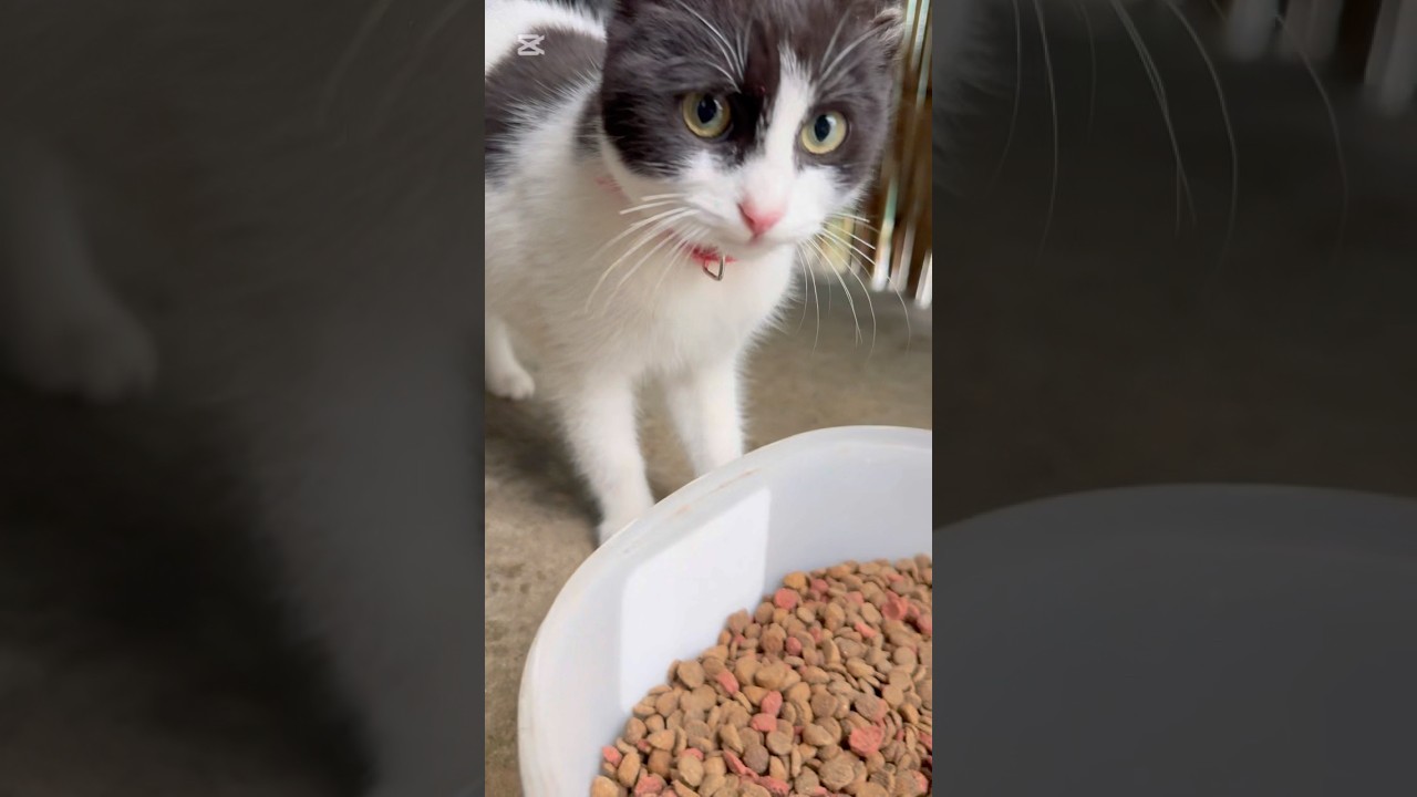 Very hungry little kitten🥹