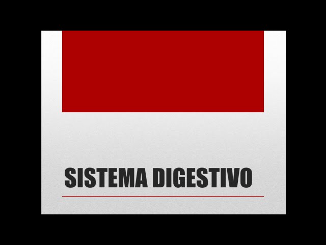 Sistema Digestivo