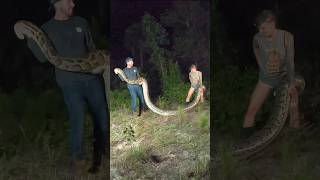 GIANT Invasive Python - Florida #florida #snake #giantpython #invasivespecies #python #snake #soflo