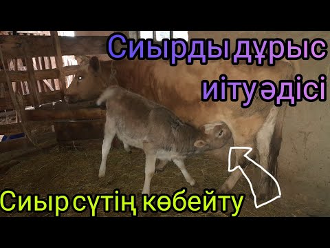 Бейне: Нәрестелердегі қышуды емдеудің 3 әдісі