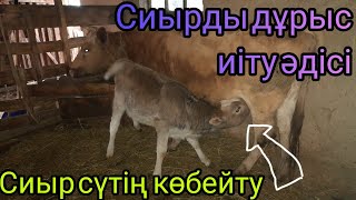 Сиырдың сүтің осылай көбейтуге болады.Бұзауды дұрыс салу.Көрермен сұрағына жауап