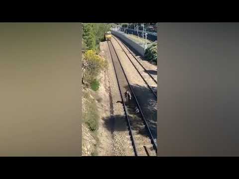 Man Saves Dog Tied To Train Tracks - Oscar winning fake Hero