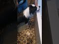 Our Border Collie is taking a bath! #dog #shorts