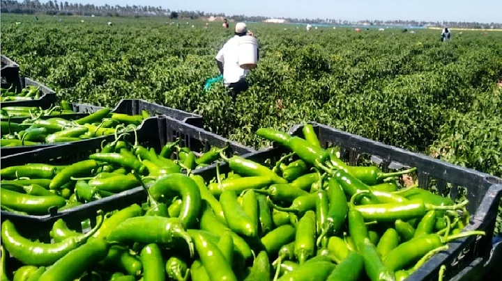 Green Chili Pepper Farming and Harvest - Green Chili Pepper Processing Factory - Chili Cultivation - 天天要聞