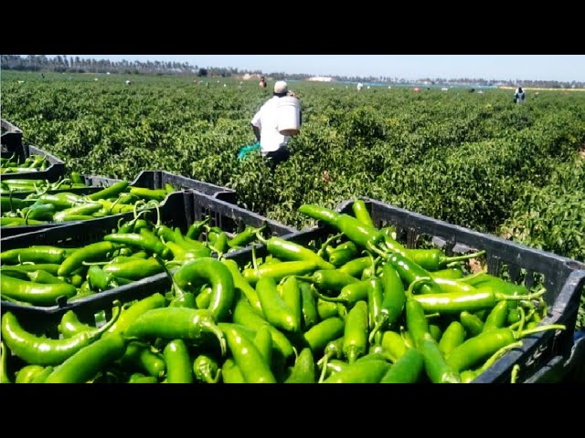 Green Chili Pepper Farming and Harvest - Green Chili Pepper Processing Factory - Chili Cultivation class=