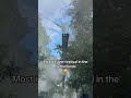 Some insane production walking through the forest at Draaimolen Festival in the Netherlands 🇳🇱
