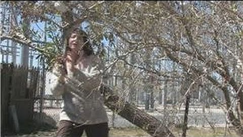 Fruit Trees : How to Prune Weeping Mulberry Trees