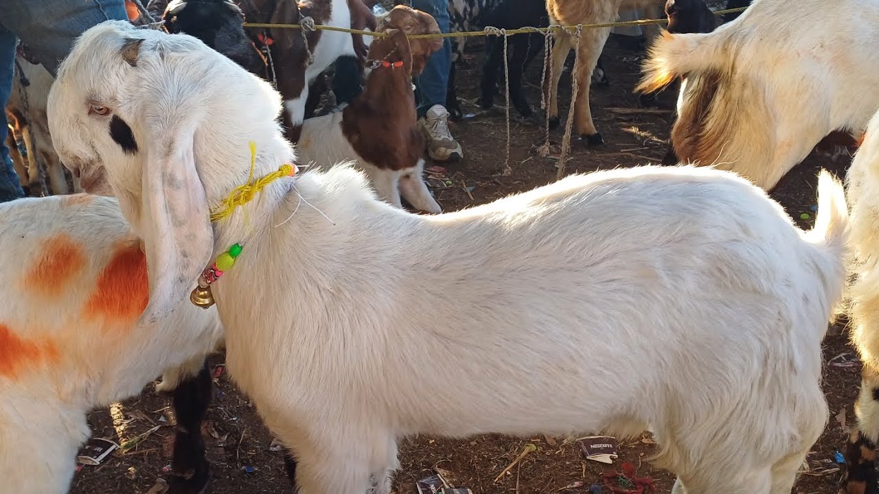 Balahedi Bakra Mandi || live update