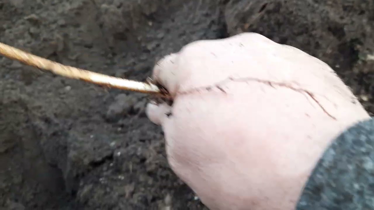 Как Быстро размножить малину , самый лучший способ.