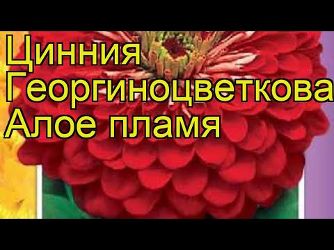 Цинния георгиноцветковая Алое пламя. Краткий обзор, описание zinnia elegans Aloe plamya