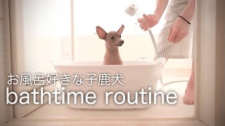 【お風呂ルーティン】大好きなバスタイムを満喫する子鹿犬／夕方散歩〜入浴まで【ミニピン／保護犬】