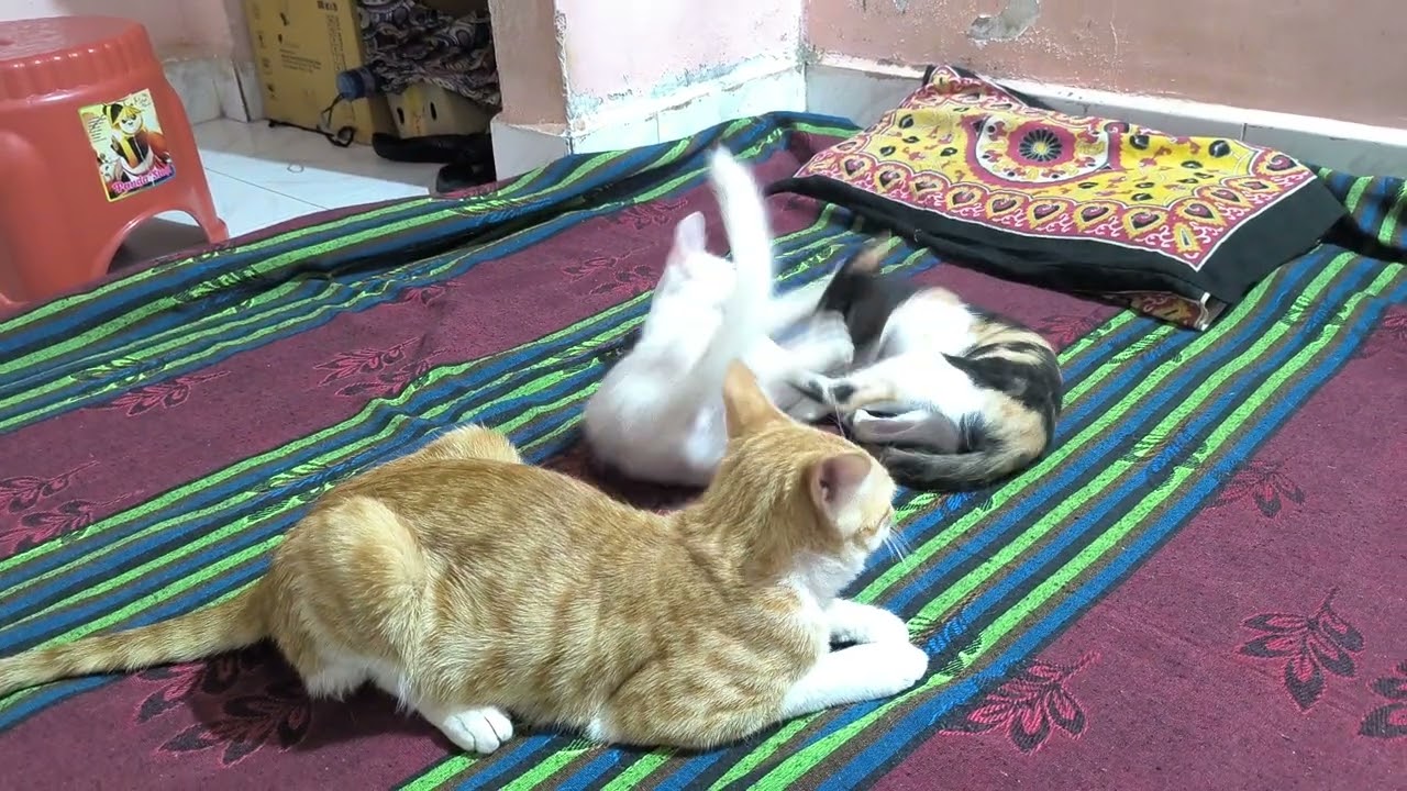 Cute cats funny fighting videos 😂