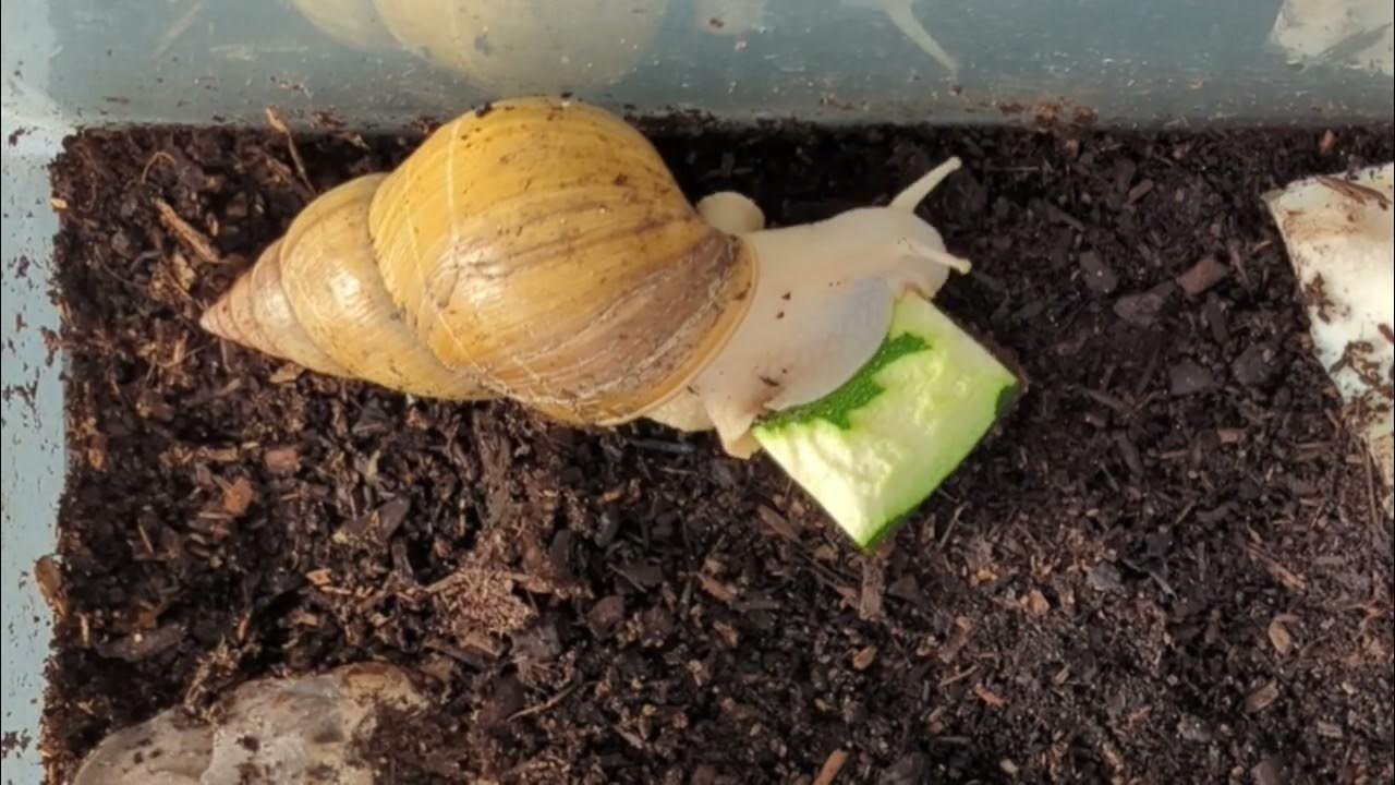 Giant African Land Snail eating, sped up x120 YouTube