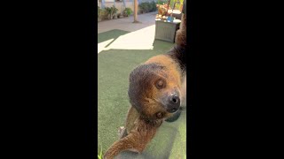 International Sloth day