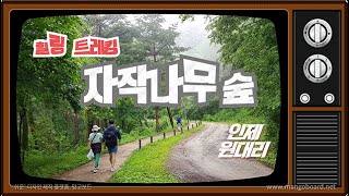 [국내여행-강원도]힐링 트레킹 명소 인제 용대리 자작나무숲