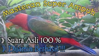 Masteran Burung Nuri Kepala Hitam Asli Papua !!!