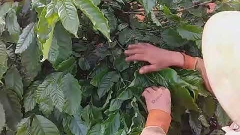 Cách tạo cành tăm cafe trong mùa mưa ! Haianhem81