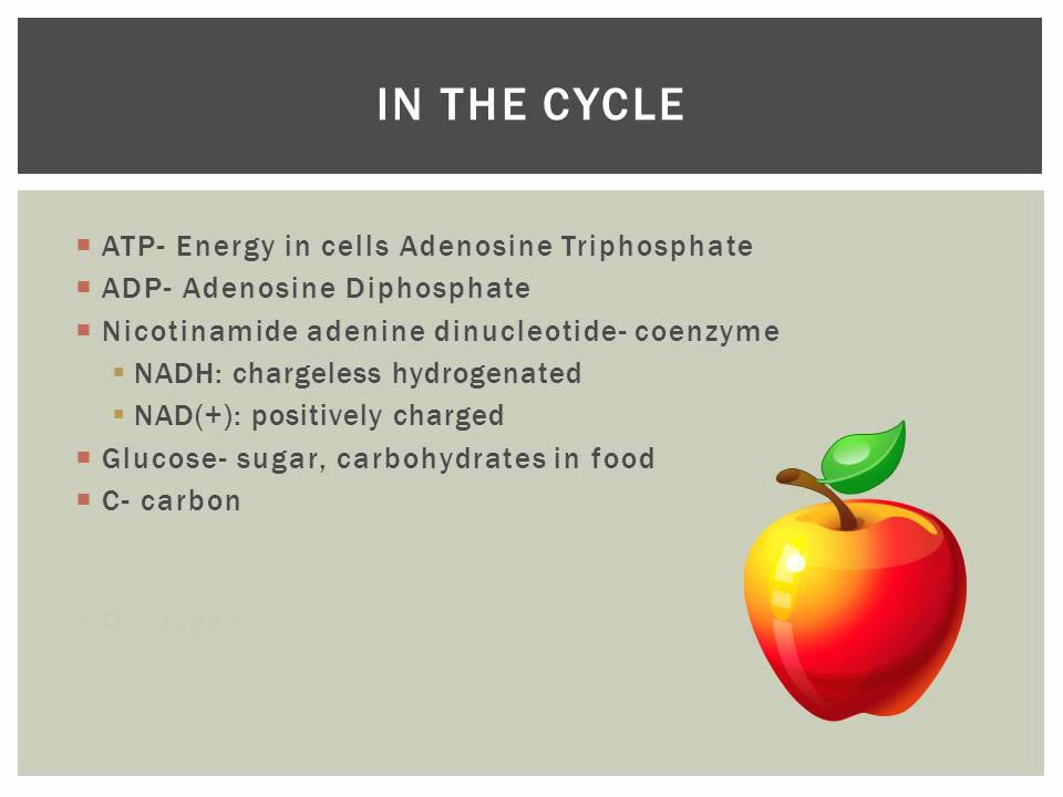 Lactic acid cycle.wmv - YouTube