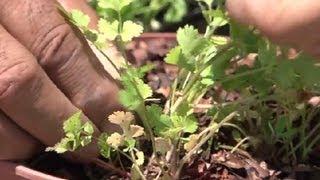 When to Trim Cilantro : Herb Gardening