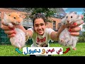 طلعت الهامسترات بالحديقه بعد سجن سنه تعالو شوفو شنو راح يسوون