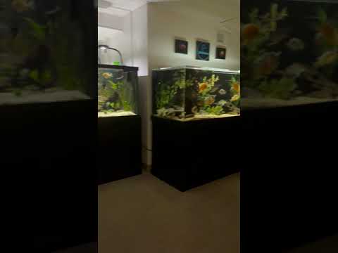 The Two Big South American Cichlid Display Tanks