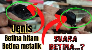 KENALI BETINA HITAM DAN SUARA BETINA..!!! JANGAN TERTIPU