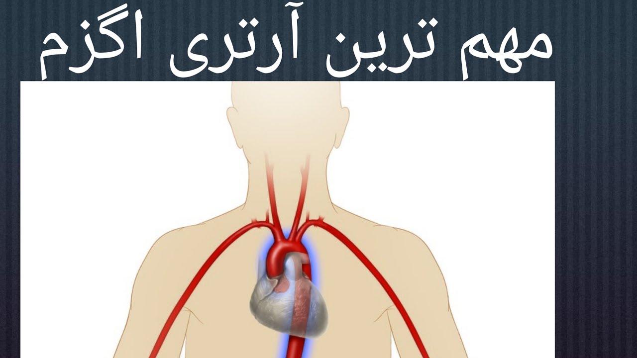 #анатомия #казань #кфу #آناتومی - YouTube