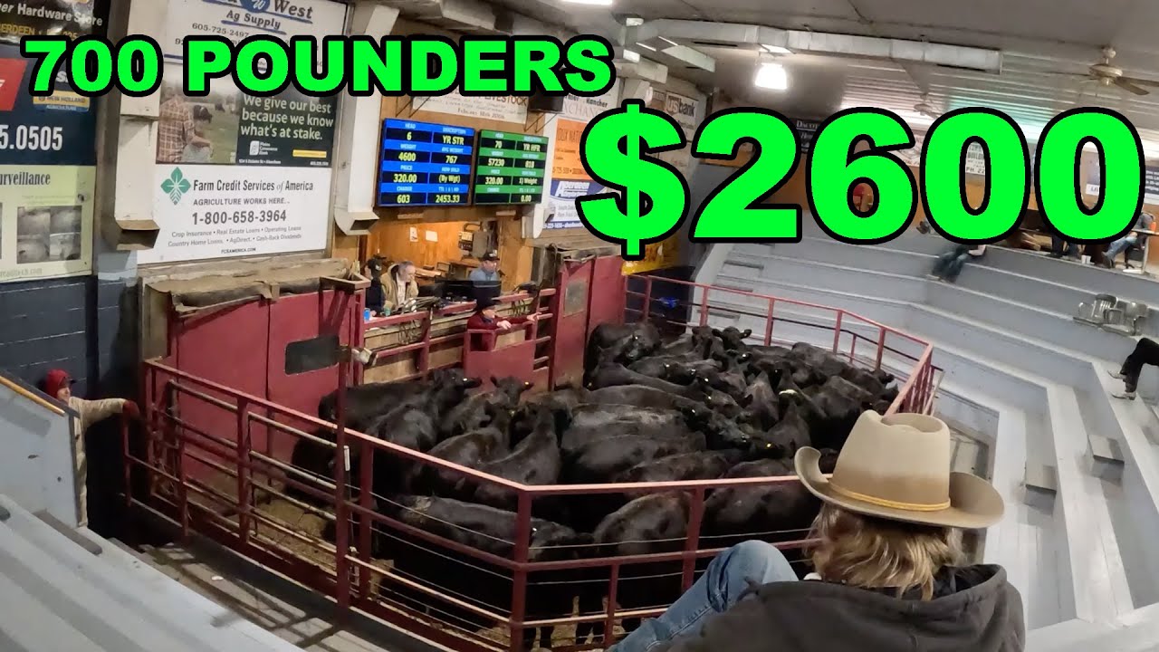 Наша лучшая распродажа!