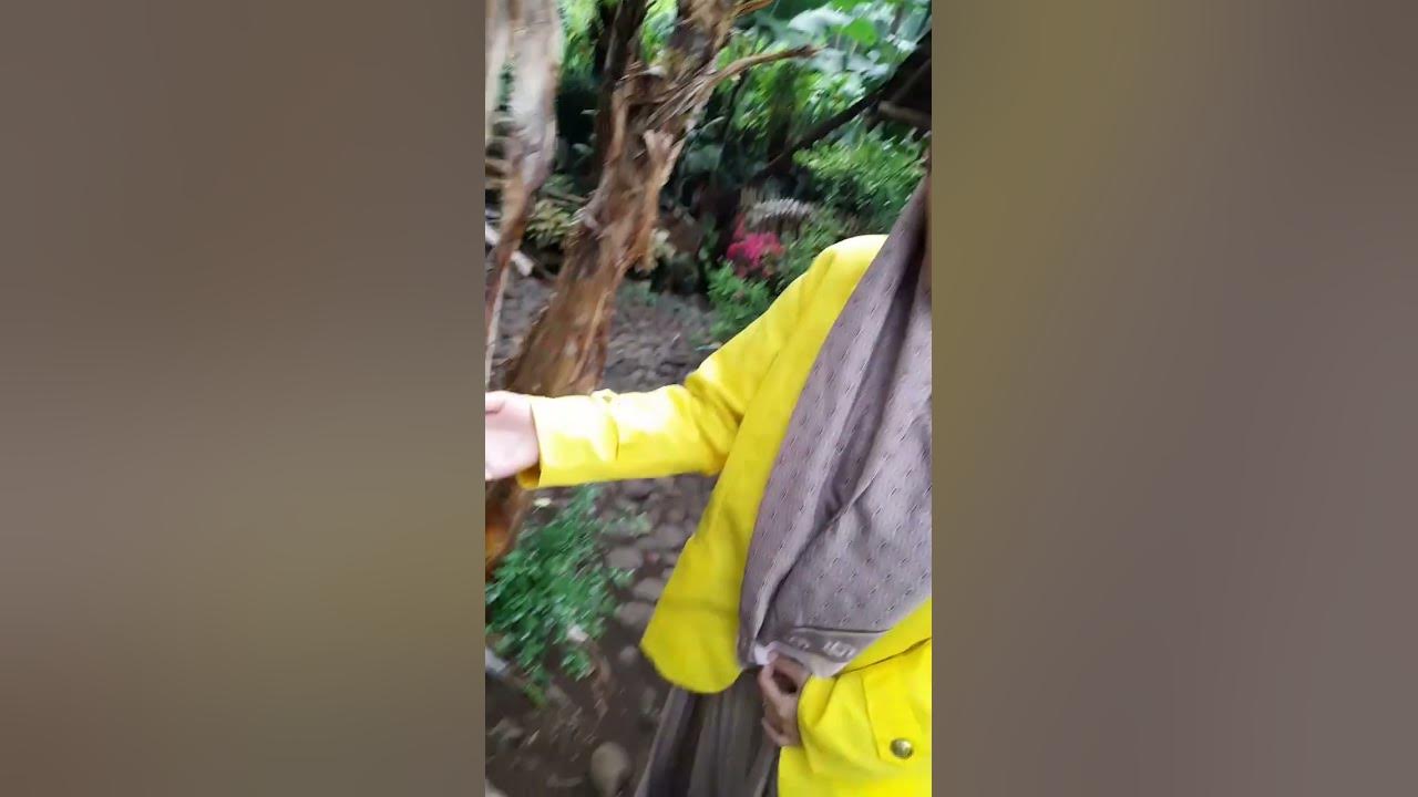 perkembangbiakan pohon pisang - YouTube