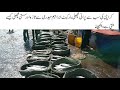 Oldest Fish Market Karachi | Ibrahim Haidri Wholesale Fish Market Info | Current price Best Time