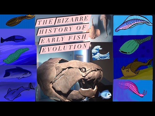 The Bizarre History Of Early Fish Evolution ( A Vancouver