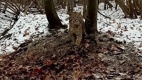 bobcat catch and release 15 mile from the wmu I could have tagged it #bobcat #trapping #duketraps