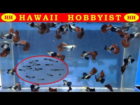 Video: Hur Man Transplanterar Guppy Fry