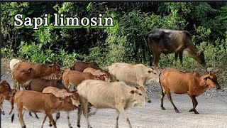 sapi limosin jinak dan kuat, sapi potong, potong sapi, sapi jumbo ngamuk, cow mooing Sound effect