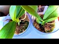 РЕАНИМАЦИЯ ОРХИДЕЙ и нарастили корни орхидеи ЧЕМ и КАК БЫСТРЕЕ