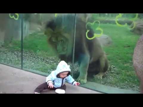 Лев Попытался Съесть Ребёнка В Зоопарке!